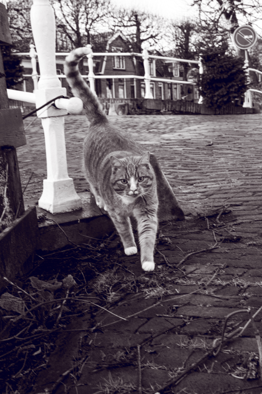 Straatfotografie; deze kat roept me "Vrouwtje, wil je me aaien?"