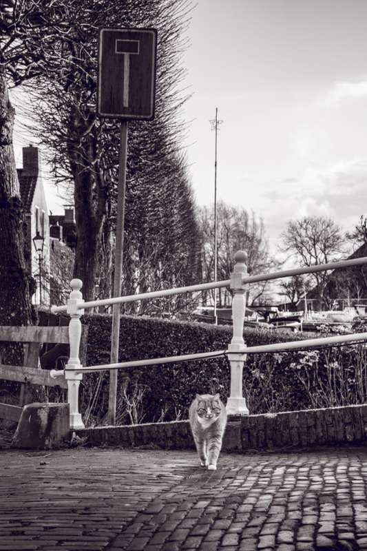 Straatfotografie; Het lijkt erop dat ik word aangeroepen door deze kat.